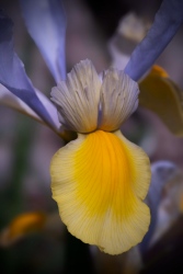 iris